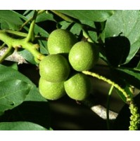 Kaman 1 Ceviz Fidanı