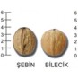Bilecik Ceviz Fidanı Bilecik Ceviz Fidanı