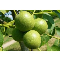 Şebin Ceviz Fidanı