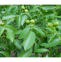 Yalova 3 Ceviz Fidanı